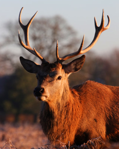 Kronenzehner Hirsch