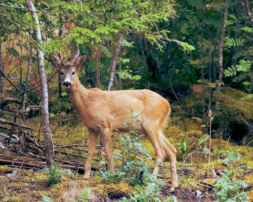 Sachgebiet Wildbiologie